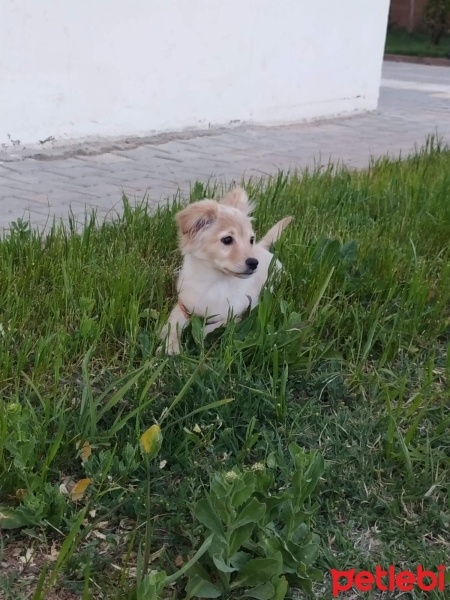 Glen of Imaal Terrier, Köpek  Dino fotoğrafı