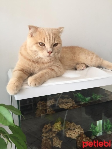 Scottish Fold, Kedi  simba (abidin) fotoğrafı