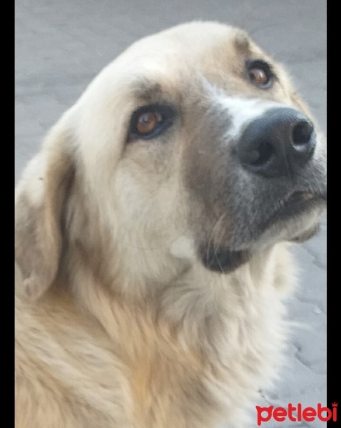 Kangal, Köpek  Pamuk fotoğrafı