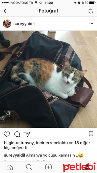 Tekir Kedi, Kedi  Monalisa fotoğrafı