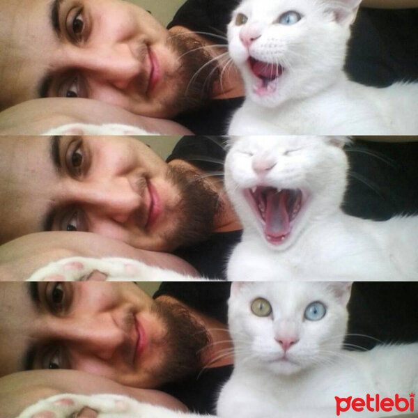 Van Kedisi, Kedi  Neşet fotoğrafı