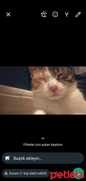 Tekir Kedi, Kedi  Mia fotoğrafı
