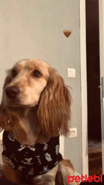 İngiliz Cocker Spaniel, Köpek  Mia fotoğrafı