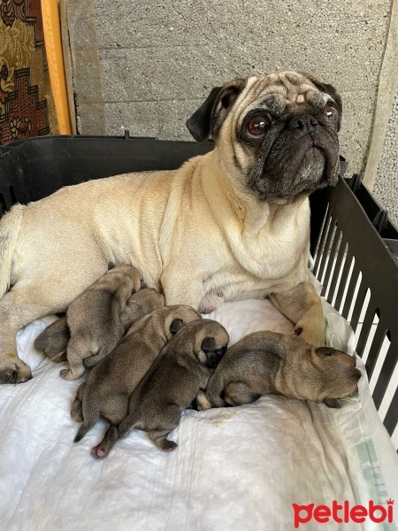 Pug, Köpek  Misha fotoğrafı