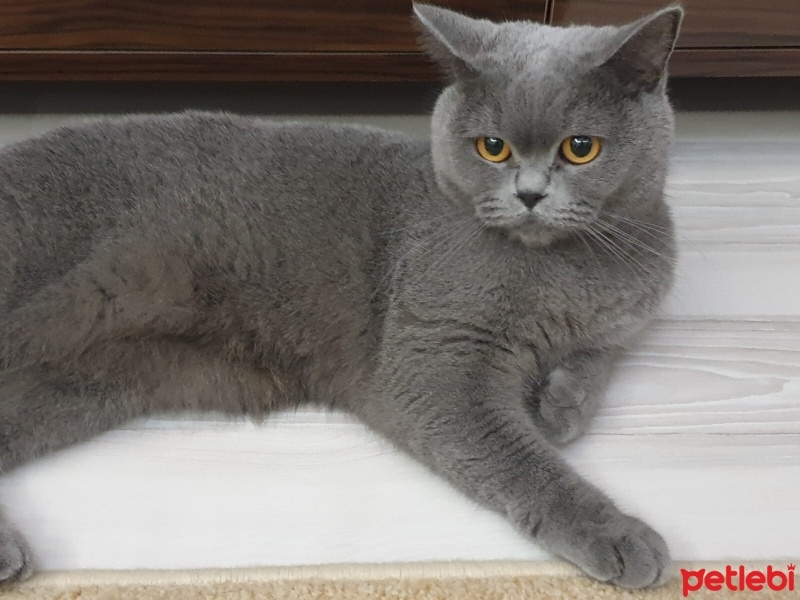 British Shorthair, Kedi  Sarya fotoğrafı