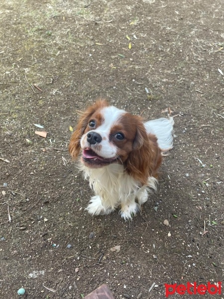 Cavalier King Charles Spanieli, Köpek  Jack fotoğrafı