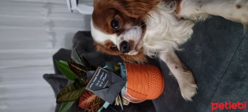 Cavalier King Charles Spanieli, Köpek  Jack fotoğrafı