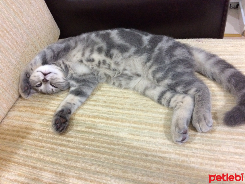 British Shorthair, Kedi  Lucky fotoğrafı