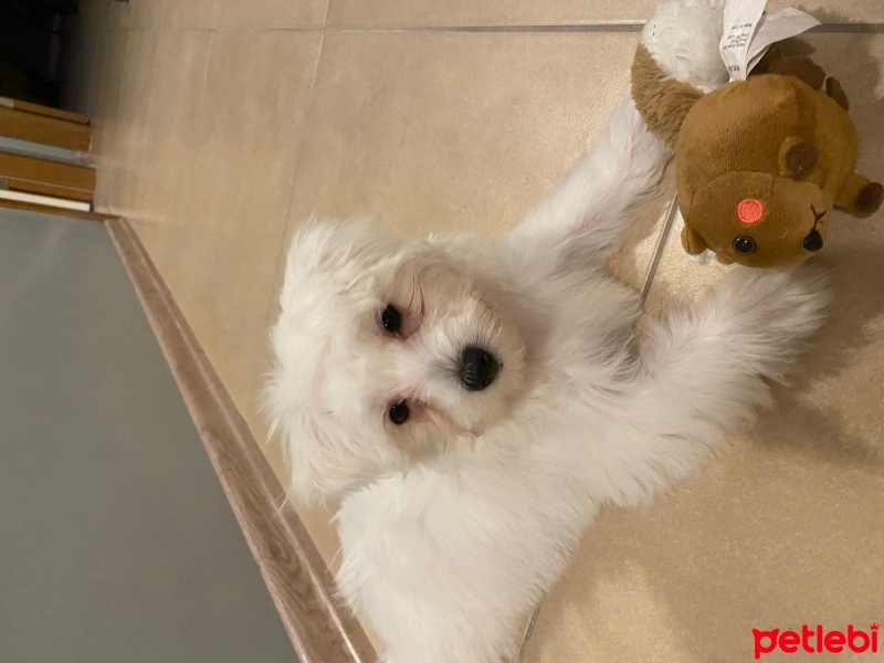 Maltese, Köpek  Archie fotoğrafı
