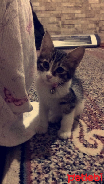 Manx, Kedi  Biber fotoğrafı