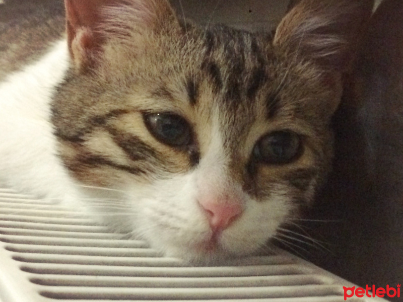 Manx, Kedi  Biber fotoğrafı