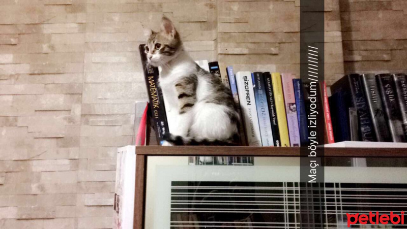 Manx, Kedi  Biber fotoğrafı