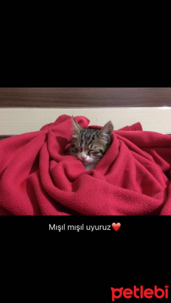 Manx, Kedi  Biber fotoğrafı