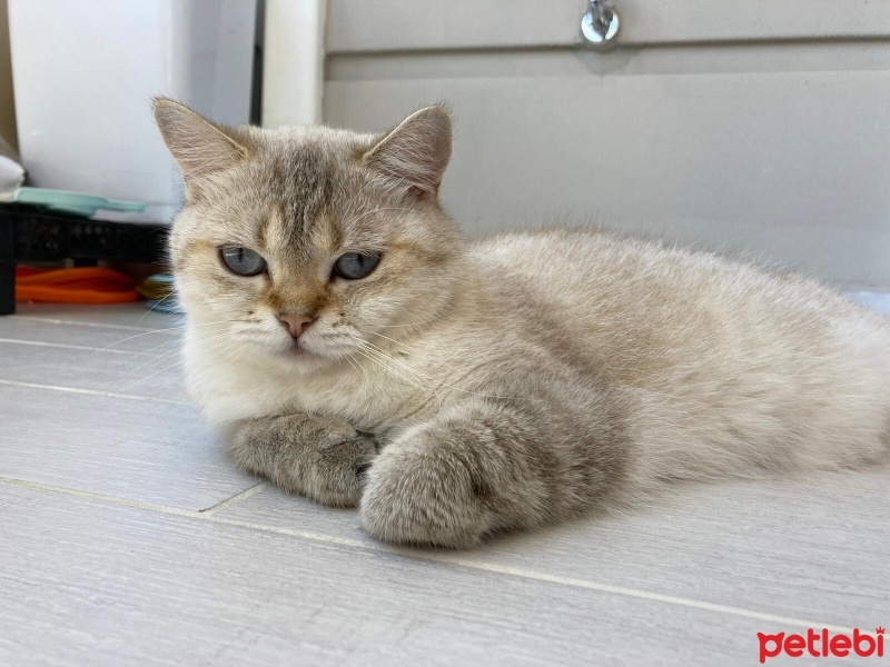 British Shorthair, Kedi  Dudu fotoğrafı