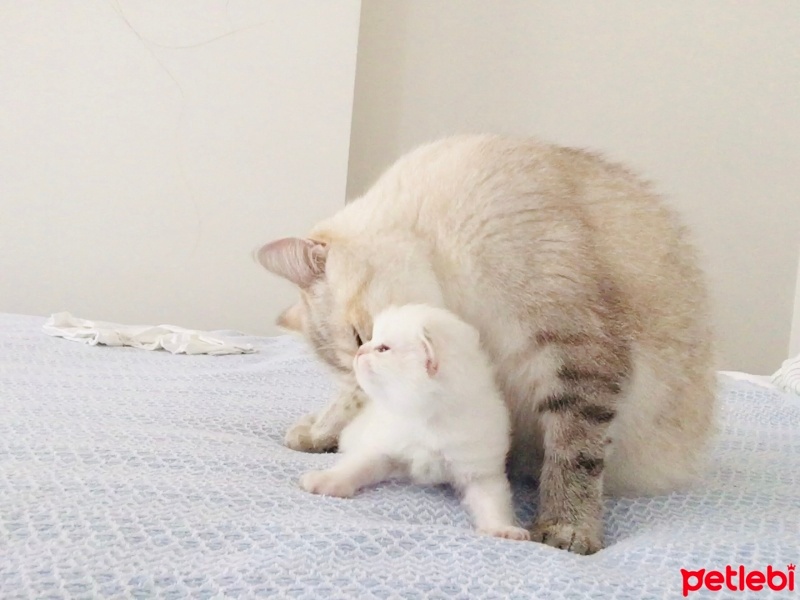 British Shorthair, Kedi  Dudu fotoğrafı