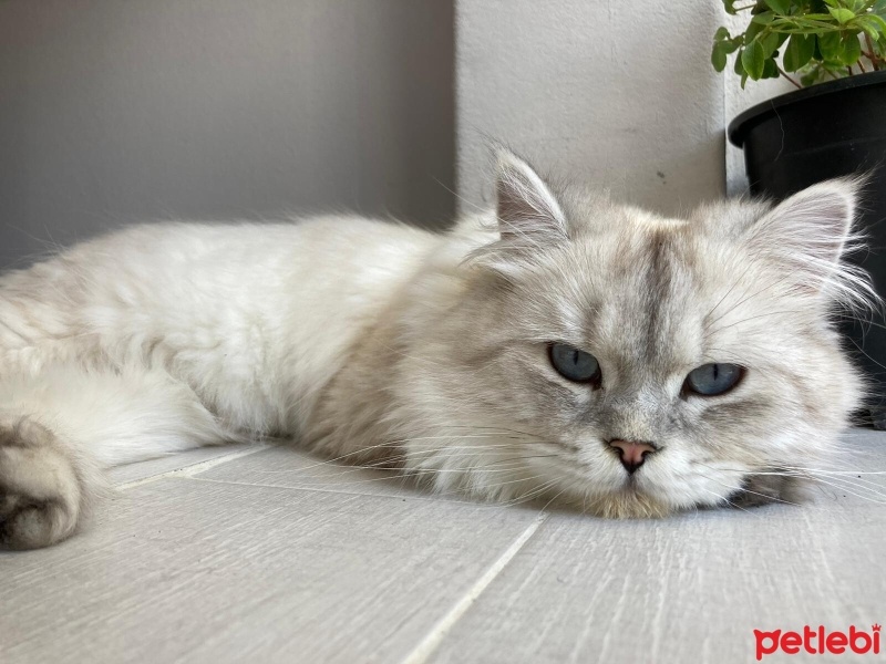 British Longhair, Kedi  Cafer fotoğrafı