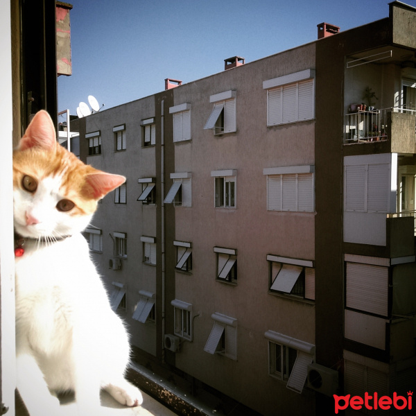 Tekir Kedi, Kedi  Tarçın fotoğrafı
