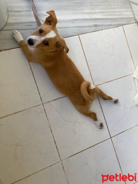 Jack Russell Terrier, Köpek  Max fotoğrafı