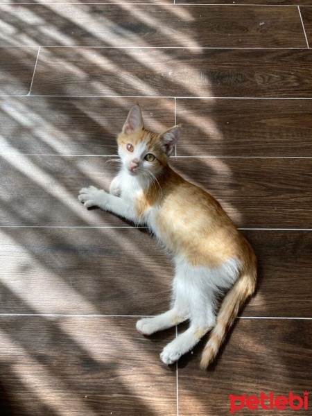 Tekir Kedi, Kedi  Limon fotoğrafı