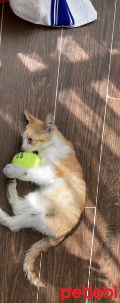 Tekir Kedi, Kedi  Limon fotoğrafı
