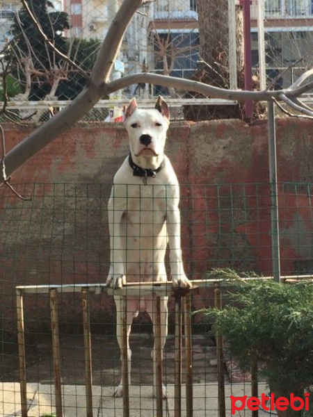 Dogo Arjantin, Köpek  Pars fotoğrafı