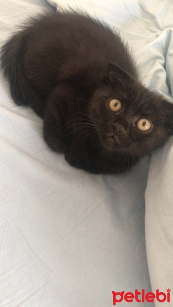 Scottish Fold, Kedi  28 haziran doğumlu scotish fold chocolate fotoğrafı