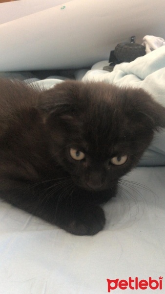 Scottish Fold, Kedi  28 haziran doğumlu scotish fold chocolate fotoğrafı