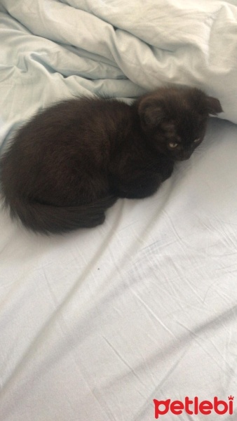 Scottish Fold, Kedi  28 haziran doğumlu scotish fold chocolate fotoğrafı