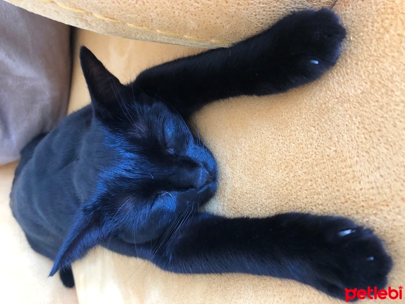 Bombay, Kedi  Pusu fotoğrafı