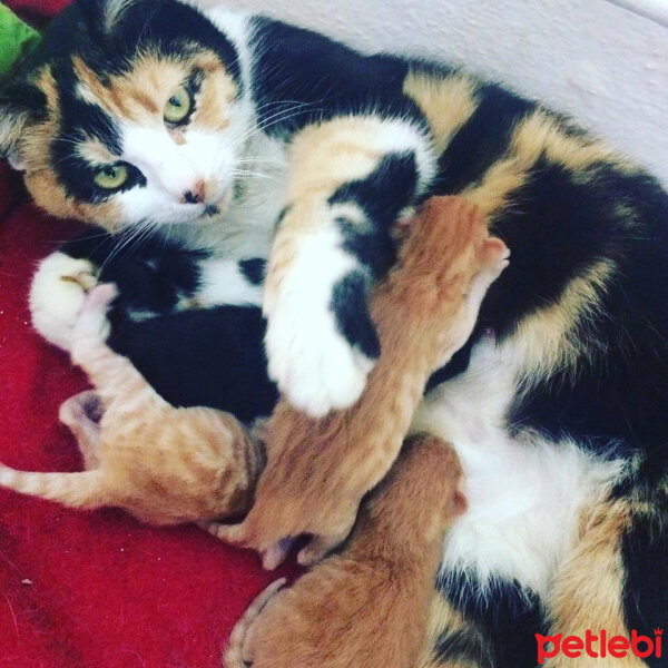 American Wirehair, Kedi  Nutella  fotoğrafı