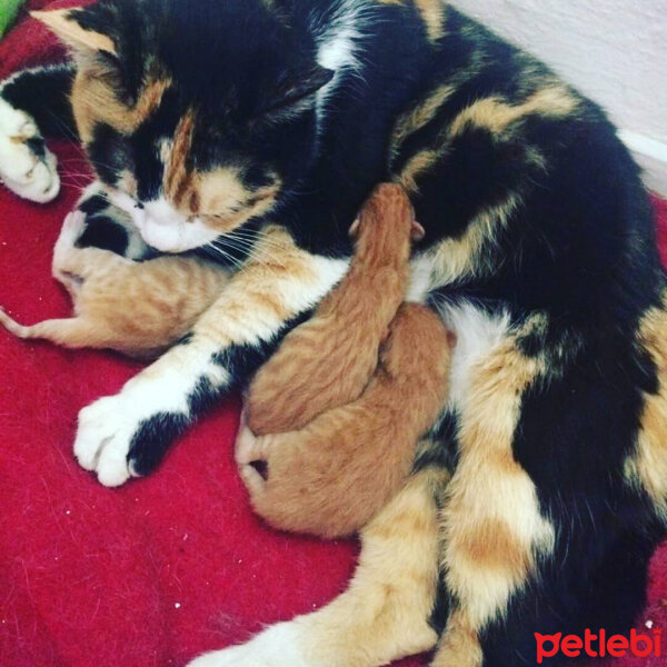 American Wirehair, Kedi  Nutella  fotoğrafı