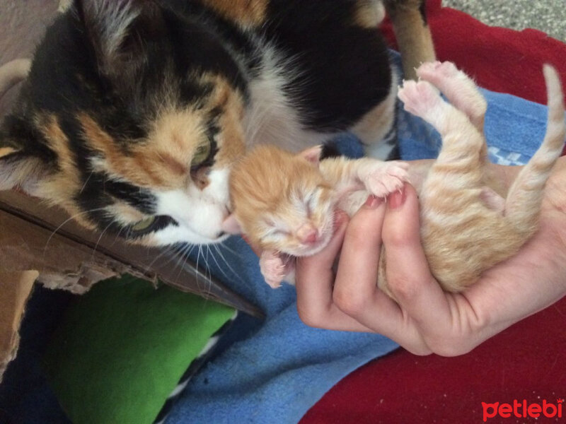 American Wirehair, Kedi  Nutella  fotoğrafı