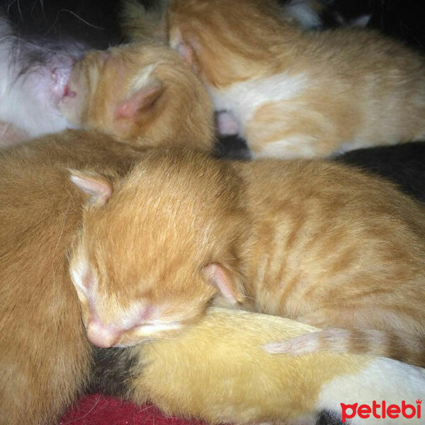 American Wirehair, Kedi  Nutella  fotoğrafı