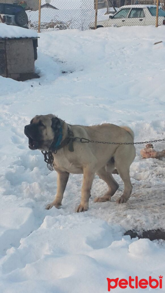 Kangal, Köpek  Pençe fotoğrafı