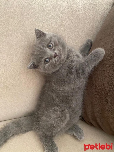 British Shorthair, Kedi  Pamuk fotoğrafı