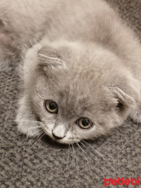 Scottish Fold, Kedi  Ponçik fotoğrafı