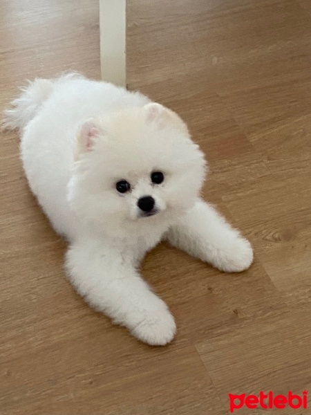Pomeranyalı, Köpek  Oscar fotoğrafı
