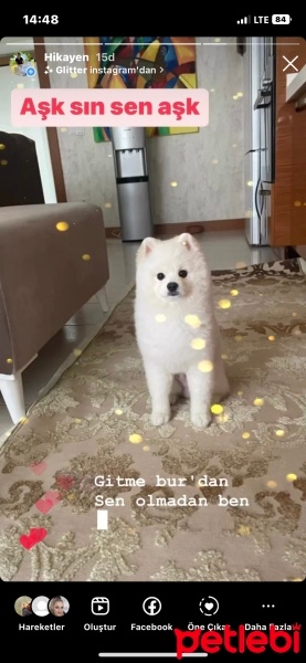 Pomeranyalı, Köpek  Oscar fotoğrafı
