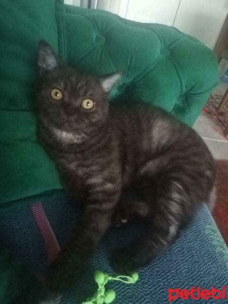 British Shorthair, Kedi  Ruffles fotoğrafı