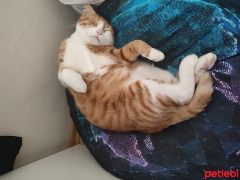 European Shorthair, Kedi  Şanslı fotoğrafı