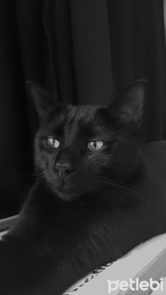 Tekir Kedi, Kedi  Karam fotoğrafı