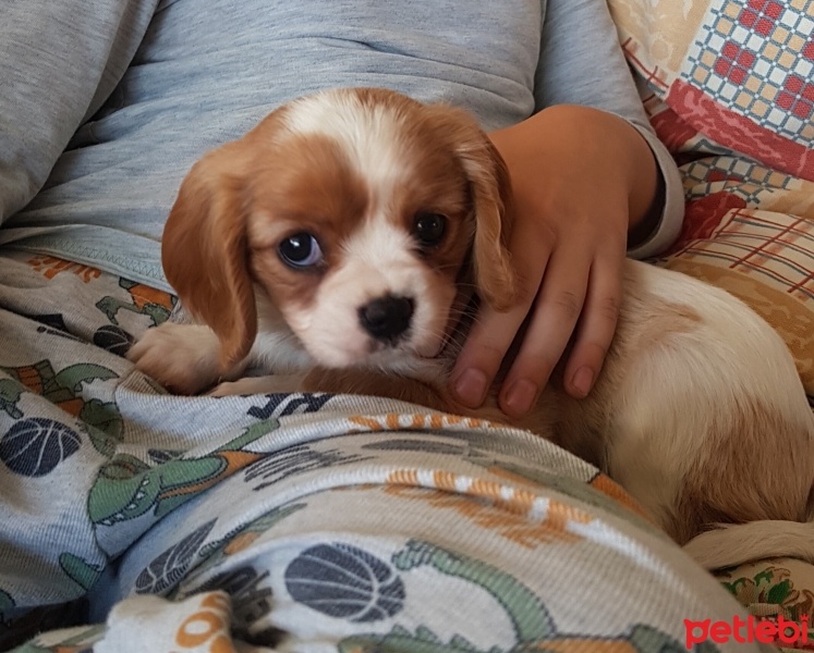 Cavalier King Charles Spanieli, Köpek  Tarçın fotoğrafı