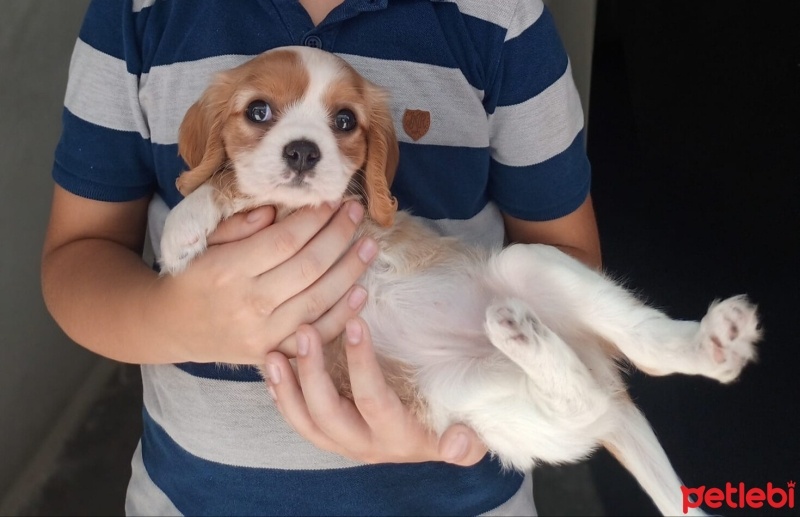 Cavalier King Charles Spanieli, Köpek  Tarçın fotoğrafı