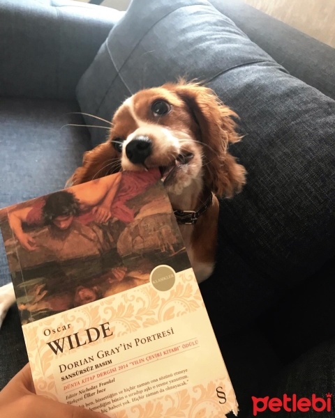 Cavalier King Charles Spanieli, Köpek  Carmen fotoğrafı