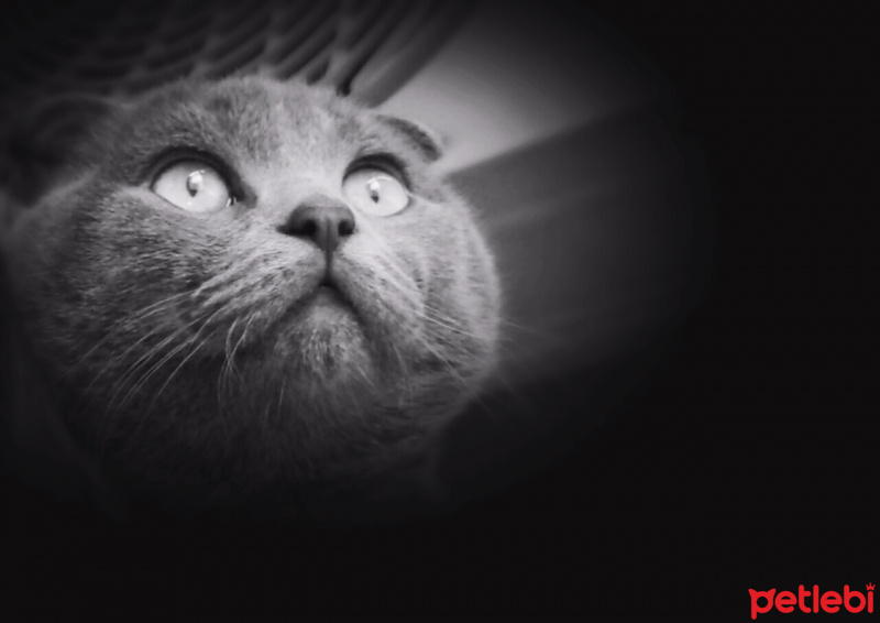 Scottish Fold, Kedi  PARS fotoğrafı