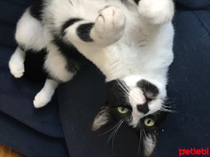 Tuxedo (Smokin) Kedi, Kedi  Themis fotoğrafı