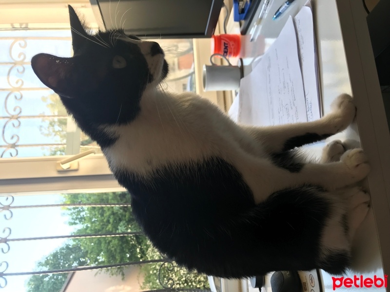 Tuxedo (Smokin) Kedi, Kedi  Themis fotoğrafı