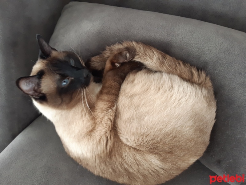 Siyam Kedisi, Kedi  Duman fotoğrafı