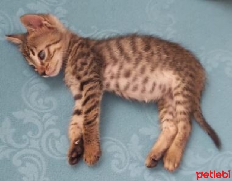 Tekir Kedi, Kedi  ŞANS fotoğrafı