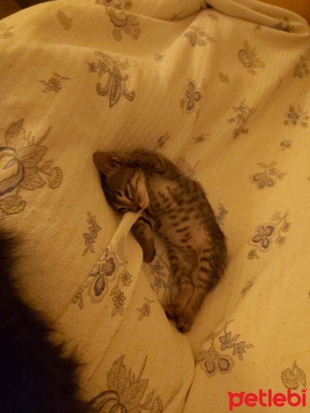 Tekir Kedi, Kedi  ŞANS fotoğrafı